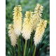 Kniphofia biała - 1 szt.