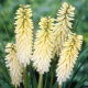 Kniphofia biała - 1 szt.