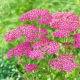 Krwawnik pospolity - Lilac Beauty - fioletowy