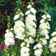 Malwa biała - White - 1 szt.
