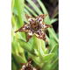 Pajęcza lilia, Ferraria crispa