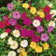 Dziwaczek - Mirabilis Jalapa - mix kolorów - sadzonka