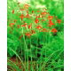Bessera elegant - 5 szt.