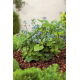 Brunera wielkolistna - Brunnera Macrophylla - 1 szt.