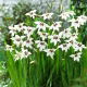 Acidanthera  Murielae - 20 szt.