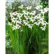 Acidanthera  Murielae - 20 szt.