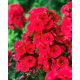 Floks (Phlox) - Płomyk wiechowaty - czerwony - 1 szt.