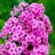 Floks (Phlox) - Płomyk wiechowaty - różowy - 1 szt.