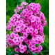 Floks (Phlox) - Płomyk wiechowaty - różowy - 1 szt.