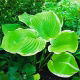 Funkia - Hosta Winter Snow