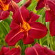 Liliowiec Chicago Fire