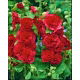 Malwa czerwona - Red - 1 szt.