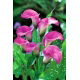 Calla różowa - Pink
