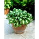 Funkia - Hosta Mediovariegata