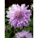 Dalia - Mom's Special