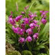 Storczyk naziemny, Bletilla pasiasta - Bletilla striata