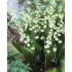 Konwalia majowa pełna - Convallaria majalis Prolificans
