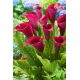 Calla Saigon