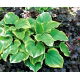 Funkia - Hosta Winter Snow