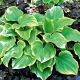 Funkia - Hosta Winter Snow