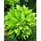 Funkia - Hosta Albopicta