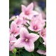 Platykodon, Rozwar wielkokwiatowy - Fuji Pink