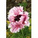 Mak wschodni - Ruffled Patty - 1 szt.