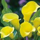 Calla Cream