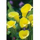 Calla Cream