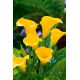 Calla żółta - Yellow