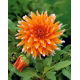 Dalia - Colour Spectacle