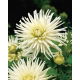 Dalia kaktusowa biała - Dahlia cactus White