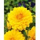 Dalia żółta - Dahlia Yellow