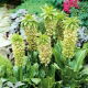Eucomis bicolor - Eukomis dwubarwny - 2 szt.
