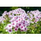 Floks (Phlox) - Płomyk wiechowaty - Graf Zeppelin - 1 szt.