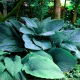 Funkia - Hosta Empress Wu