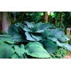 Funkia - Hosta Empress Wu