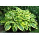 Funkia - Hosta Satisfaction
