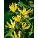 Glorioza żółta - Gloriosa Lutea