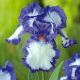 Kosaciec, Irys - Blue and White