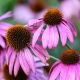 Jeżówka purpurowa - Echinacea - 1 szt.