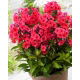 Floks (Phlox) - Płomyk wiechowaty - Tequila Sunrise - 1 szt.