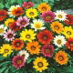 Gazania wielkokwiatowa Chansonette