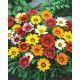 Gazania wielkokwiatowa Chansonette