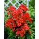 Floks (Phlox) - Płomyk wiechowaty - pomarańczowy - 1 szt.