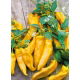 Papryka Corno di Toro Giallo - słodka, żółta