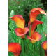 Calla Flame