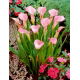 Calla Rehmannii