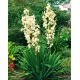 Juka karolińska - Yucca Filamentosa - 1 szt.