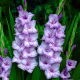 Mieczyk Blue Tropic - 5 szt.